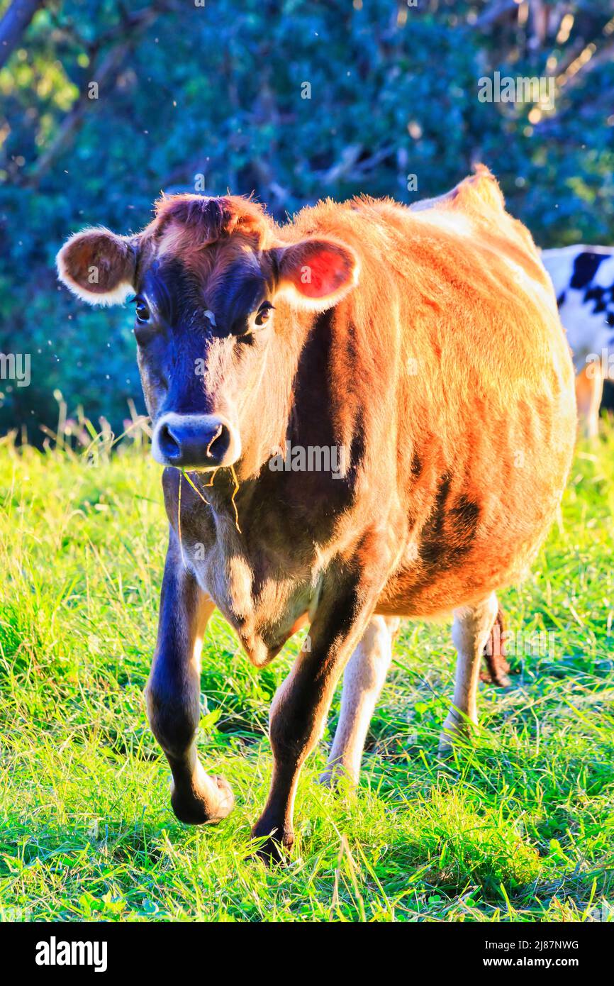 Verspielter junger brauner Stier auf grünen Weiden der landwirtschaftlichen Farm im Bega-Tal in Australien. Stockfoto