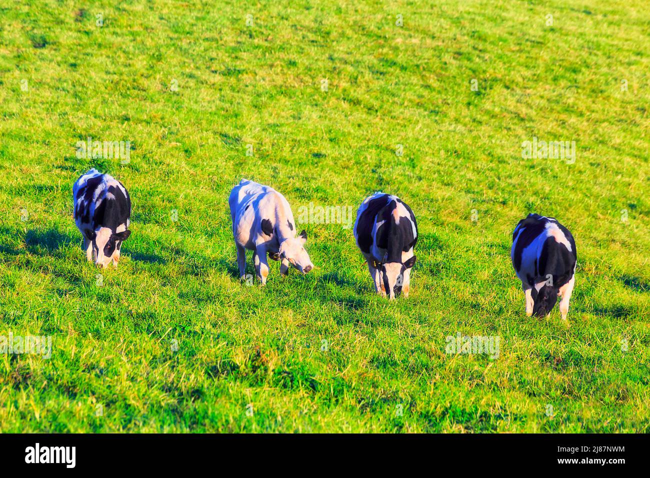 Grünes, reiches Gras auf einem landwirtschaftlichen Milchviehbetrieb mit Milchkühen, die auf einer Weide im Bega-Tal in Australien wachsen. Stockfoto