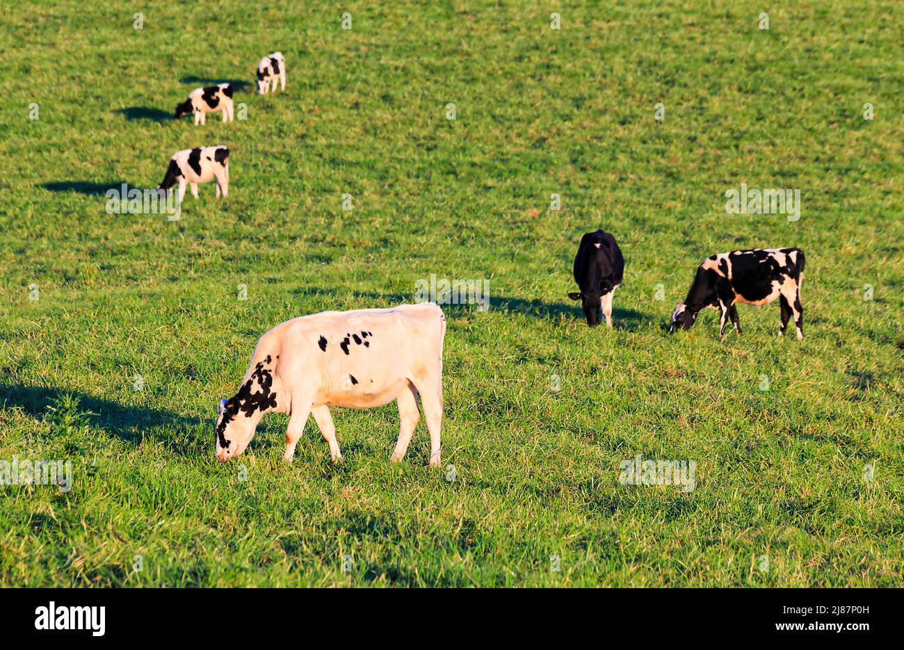 Milchkühe auf grünen, bewirtschafteten Weiden der landwirtschaftlichen Betriebe im Bega-Tal in Australien. Stockfoto