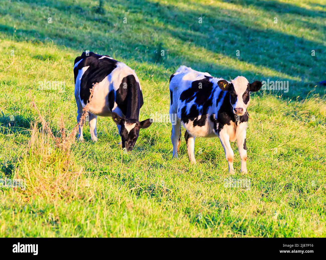 Ein paar schwarze weiße Milchtagebuch, die Kühe auf einer Milchfarm im Bega-Tal in Australien füttern - grüne kultivierte Weiden. Stockfoto