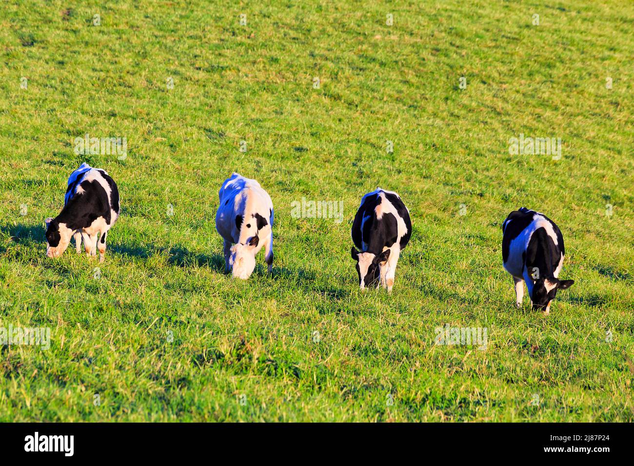 Herde von schwarzen und weißen milden Kühen auf einer abgelegenen Tagebuchfarm im Bega-Tal in Australien. Stockfoto