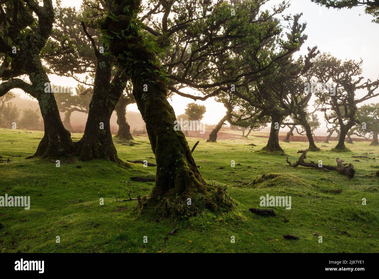 Außerirdische Landschaft im Feenwald von Fanal, mit schönem Abendlicht, das durch den Nebel und die alten Lorbeerbäume, Madeira, scheint Stockfoto