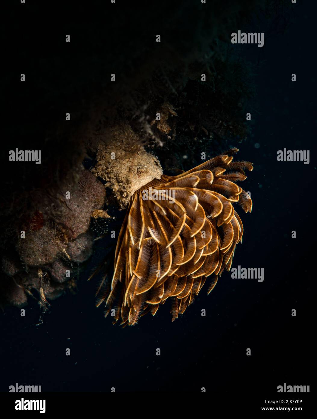 Federentwurm (Sabellastarte spectabilis) am Riff vor der niederländischen Karibikinsel Sint Maarten Stockfoto