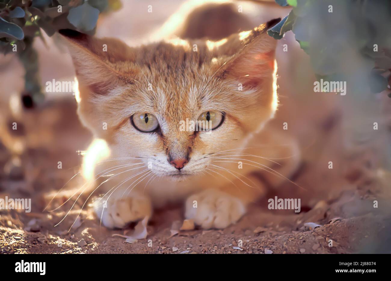 Sandkatze Stockfoto