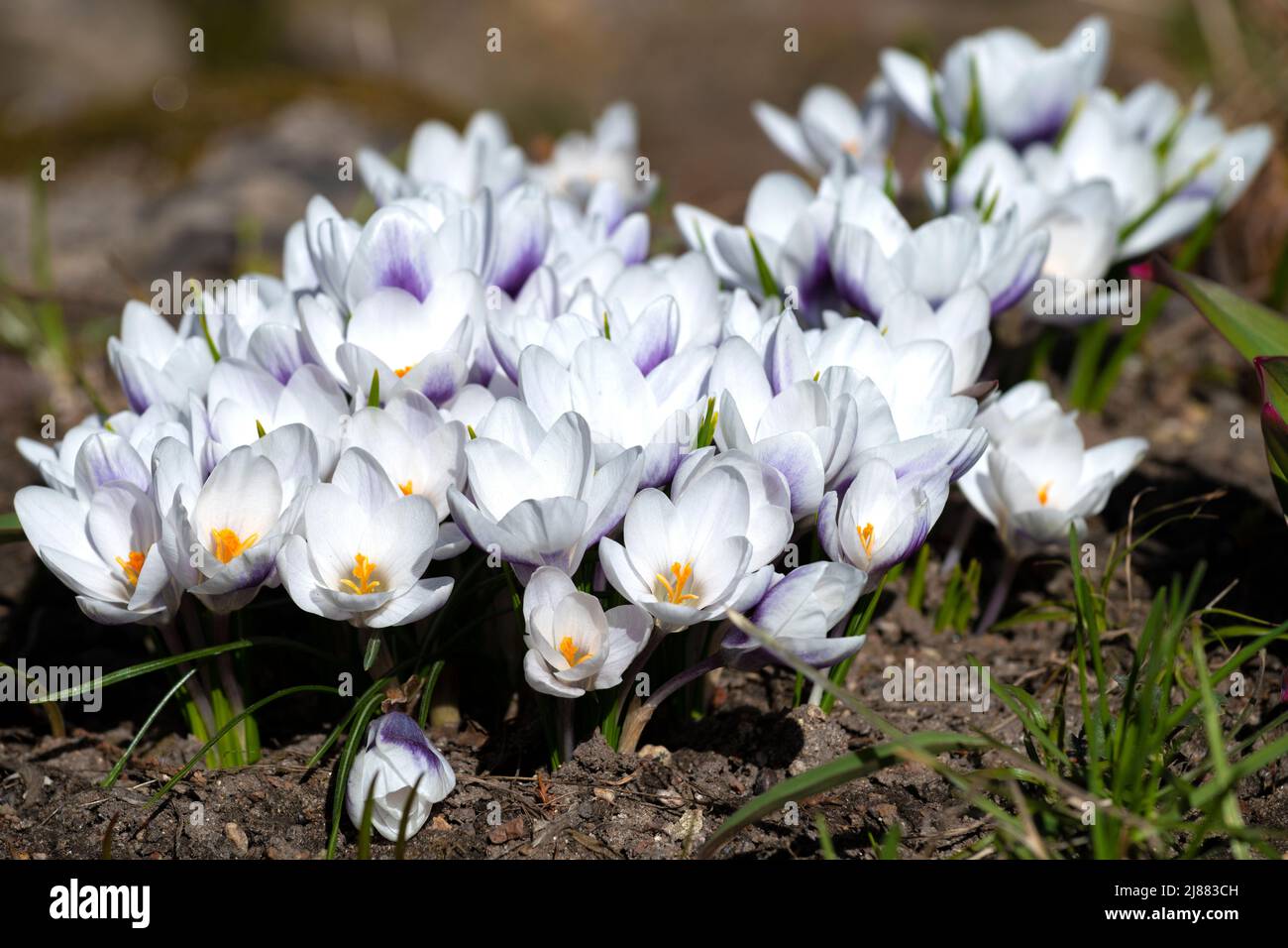 Weiße Krokusse (Crocus Vernus) auf einem Blumenbeet an einem sonnigen Apriltag Stockfoto