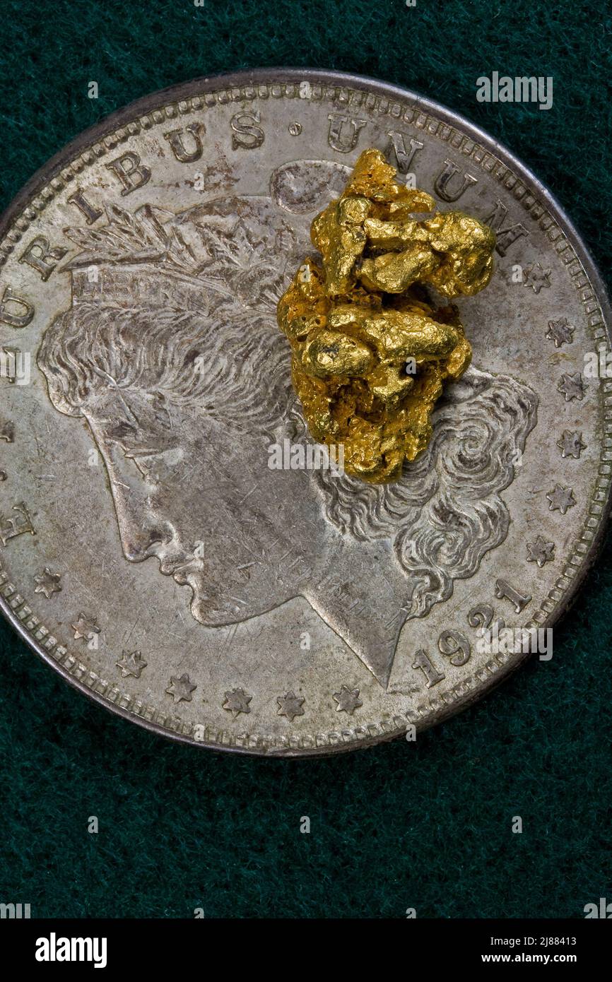 6 Gram Australian Gold Nugget auf United States Silver Dollar - Precious Metals Stockfoto