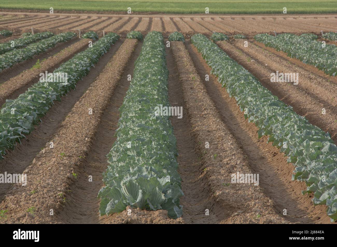 Landwirtschaft, Kohlreihenernte, LKW-Farm, Yuma, Arizona, USA Stockfoto