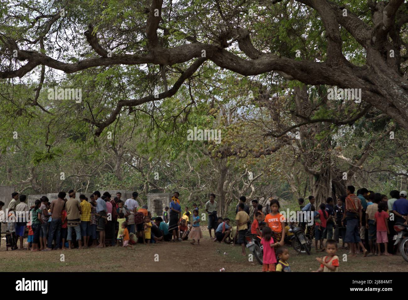Unter einem großen Baum versammeln sich Menschenmassen, um Karten zu spielen, um eine Pause von der Vorbereitung eines Rituals des Hausbaus und der Einweihung in Ratenggaro Village, Umbu Ngedo, Kodi Bangedo, Southwest Sumba, East Nusa Tenggara, Indonesien. Stockfoto