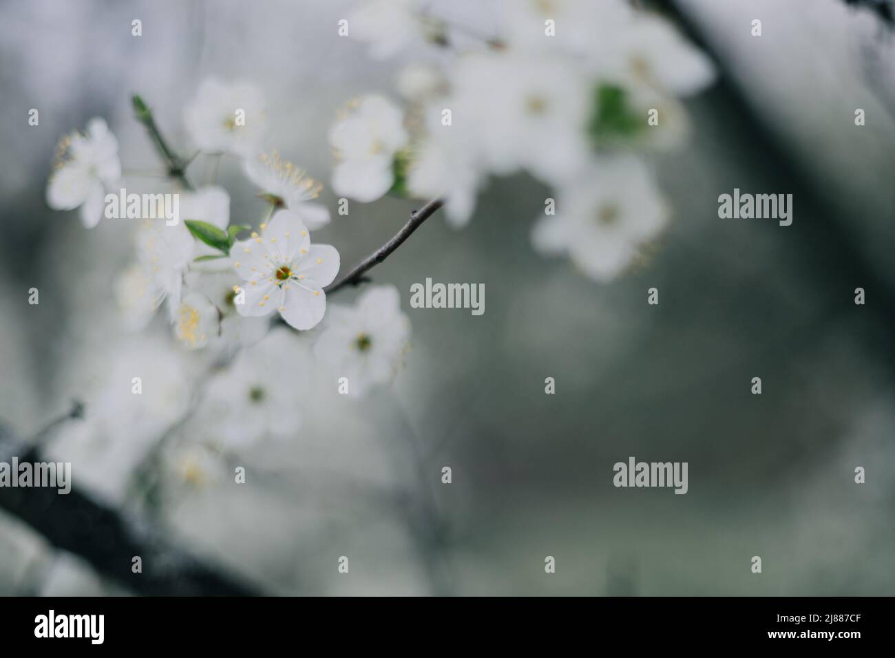 Weiße Flieder Blumen Hintergrund Outdors Stockfoto