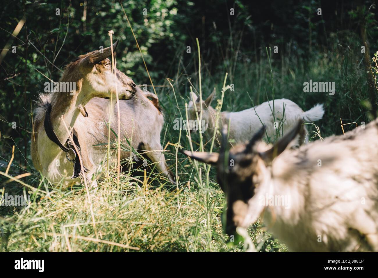 Erwachsene und junge Ziegen in der Scheune vegan Stockfoto