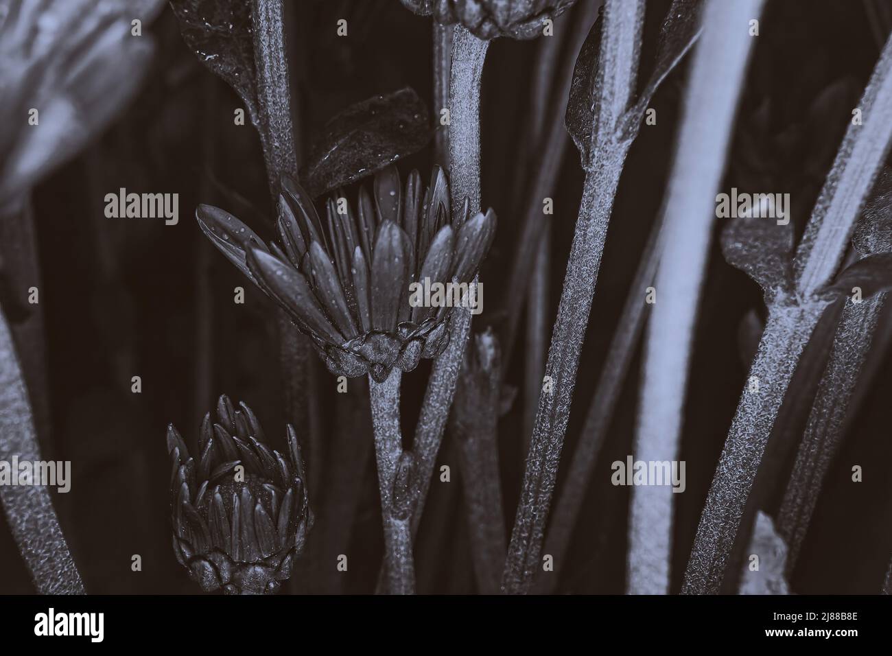 Stängel von Pompon-Blüten umgeben die anderen Pompons Stockfoto