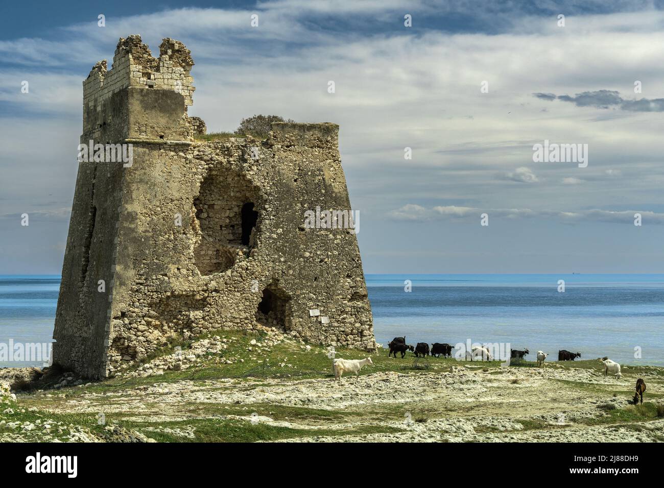 Der Torre di Sfinale ist ein küstennaher Turm, der sich auf einem Vorgebirge am nördlichen Ende der Bucht von Sfinale befindet. Gargano, Provinz Foggia, Italien, Apulien Stockfoto