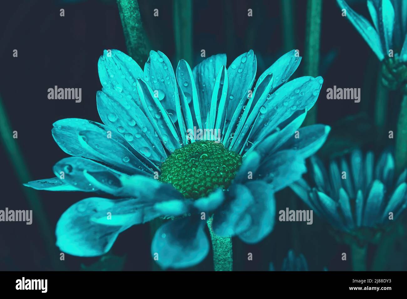Eine Pompon-Blume wurde blau mit Wassertropfen Stockfoto