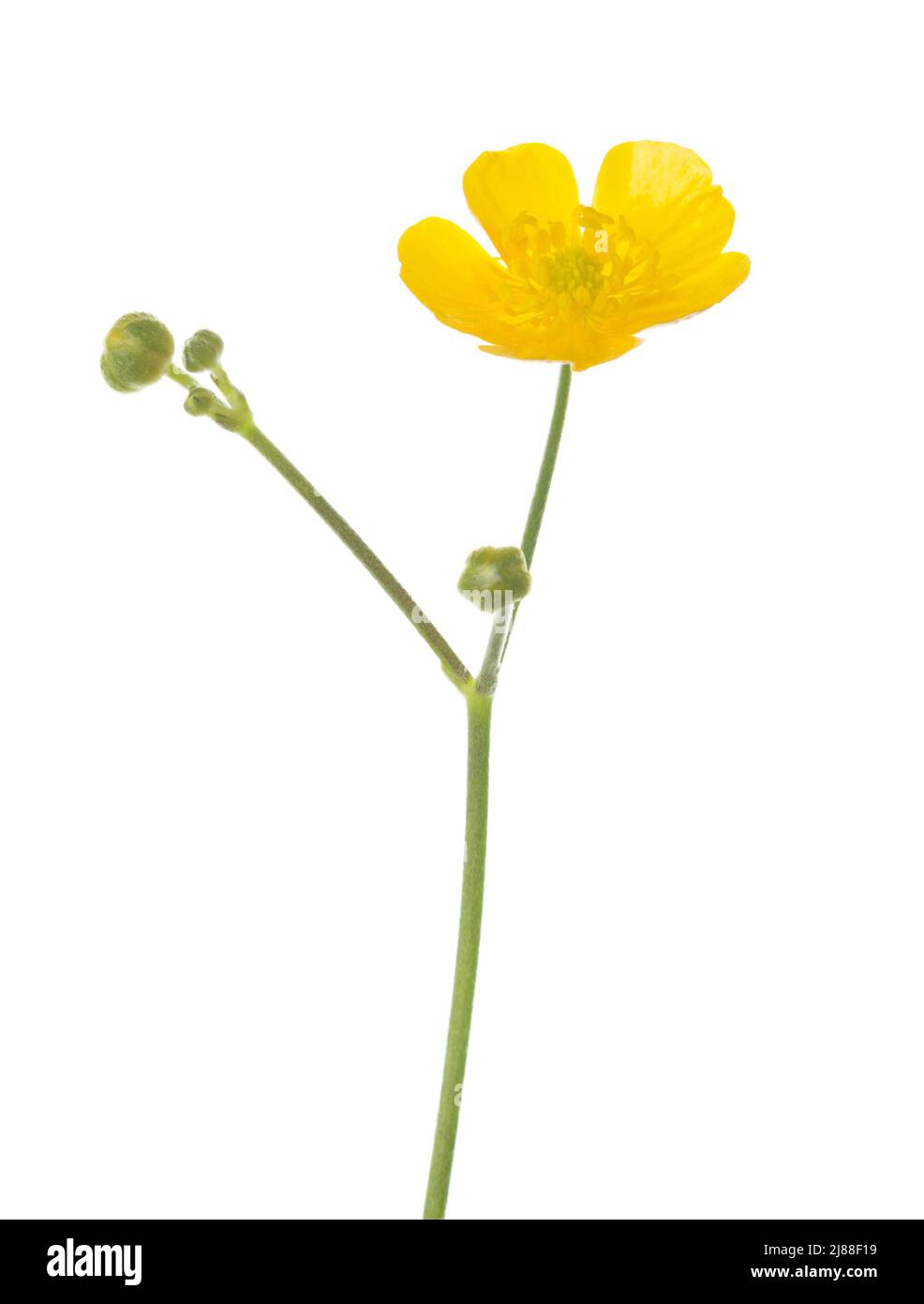 Gelbe Blume von Buttercup isoliert auf weißem Hintergrund. Ranunculus Acrus. Selektiver Fokus Stockfoto