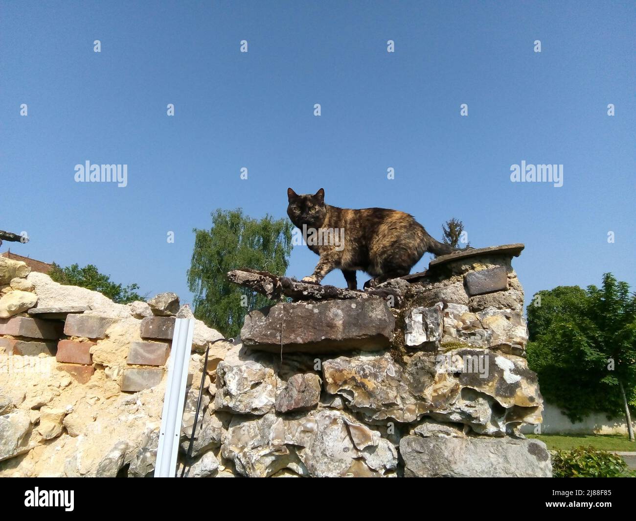 Le Chat observateur sur un mur en pierre à Cerisiers, Yonne, Frankreich Stockfoto