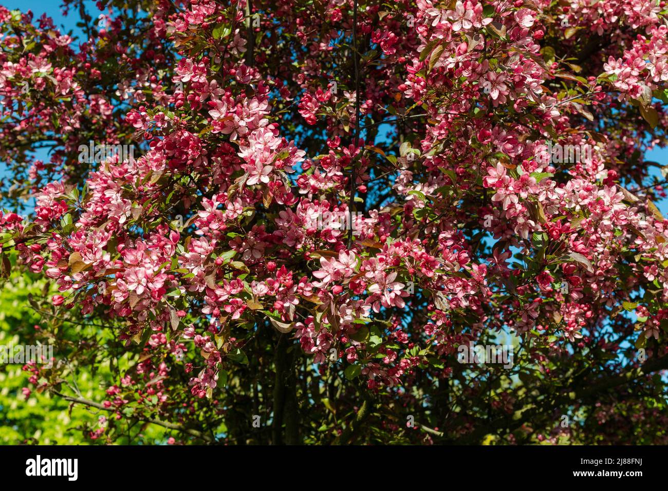 Rosa und rote Blumen Kirschsakura gegen blauen Himmel Stockfoto