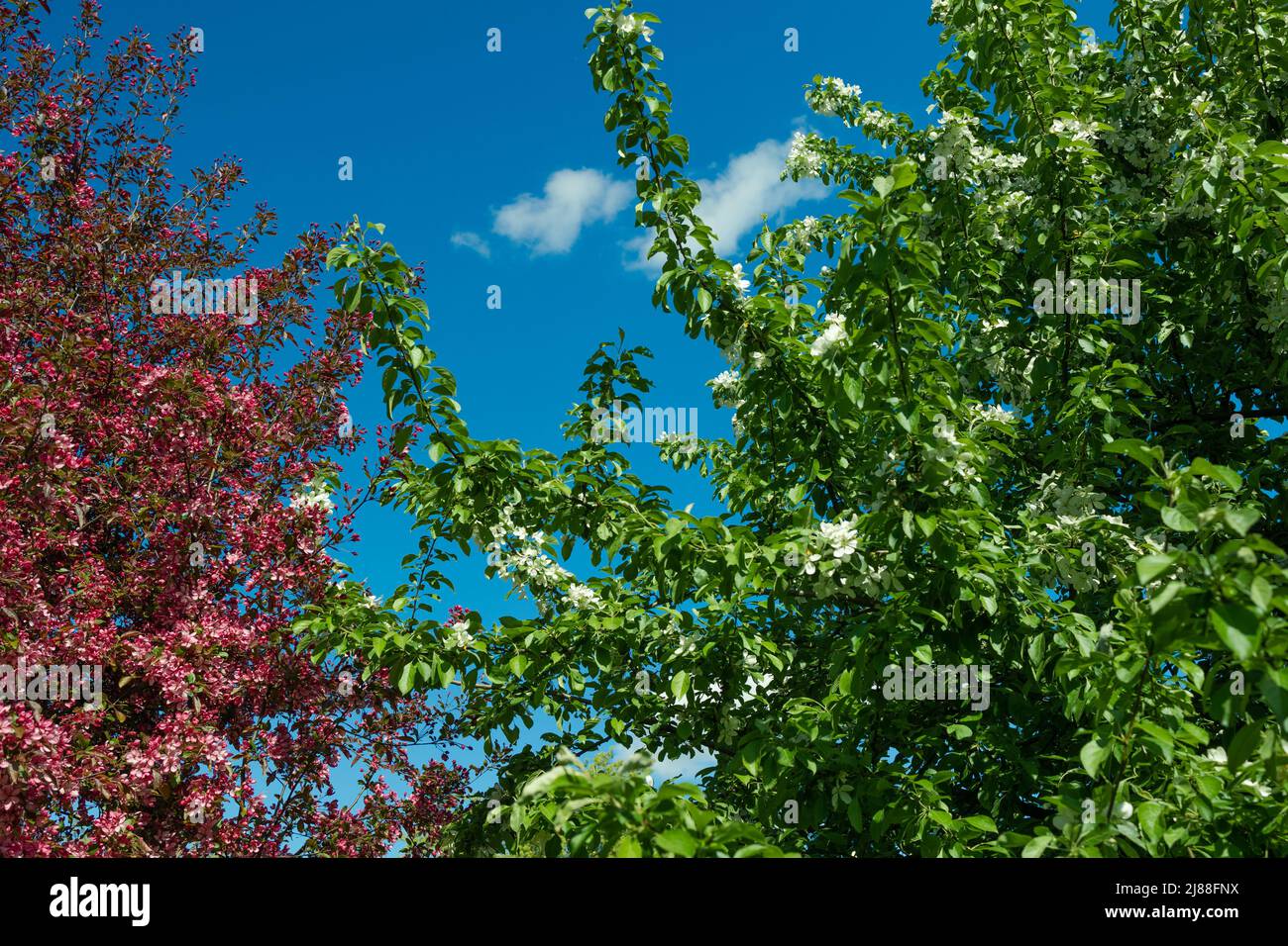 Rosa und rote Blumen Kirschsakura gegen blauen Himmel Stockfoto