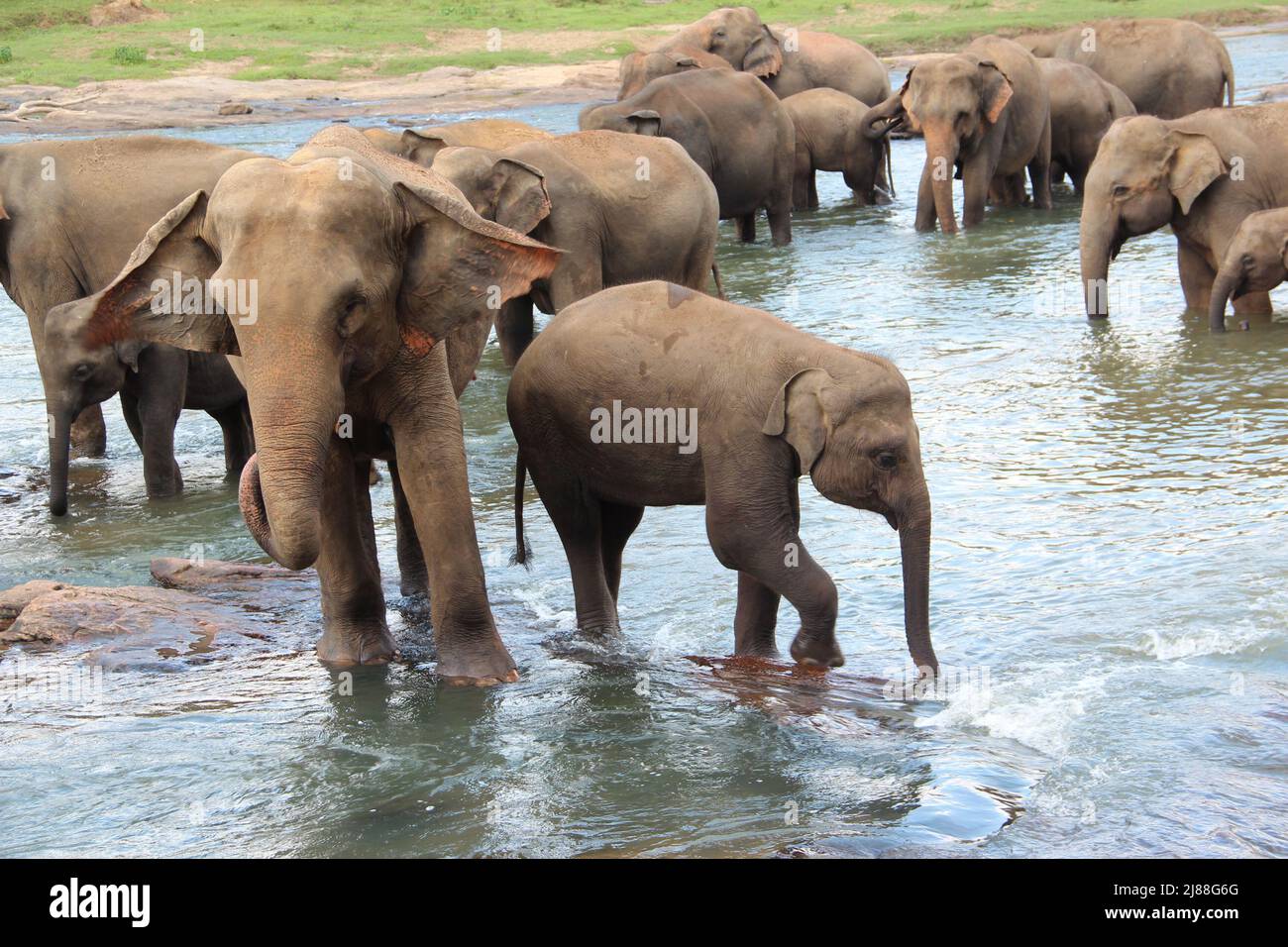 Eine Herde Elefanten auf einem Fluss in freier Wildbahn.viele Elefanten und Babyelefanten baden im Fluss Stockfoto