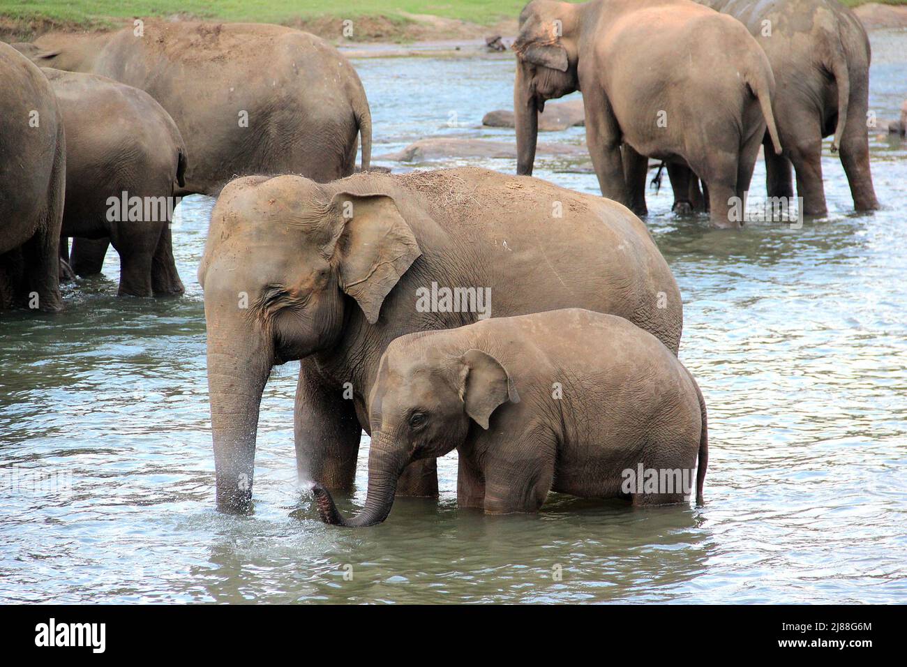 Eine Herde Elefanten auf einem Fluss in freier Wildbahn.viele Elefanten und Babyelefanten baden im Fluss Stockfoto
