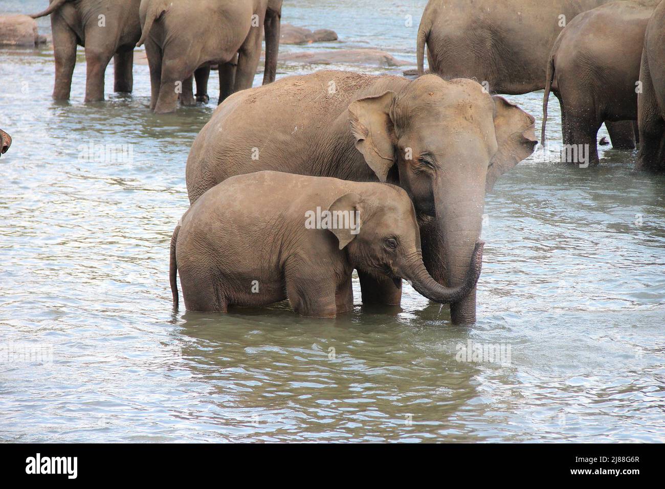 Eine Herde Elefanten auf einem Fluss in freier Wildbahn.viele Elefanten und Babyelefanten baden im Fluss Stockfoto