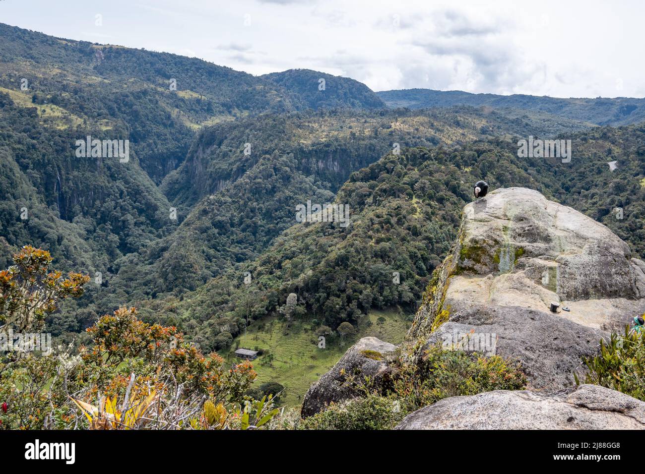 Andenkondor (Vultur gryphus), der sich auf einem Felsen ernährt. Kolumbien, Südamerika. Stockfoto