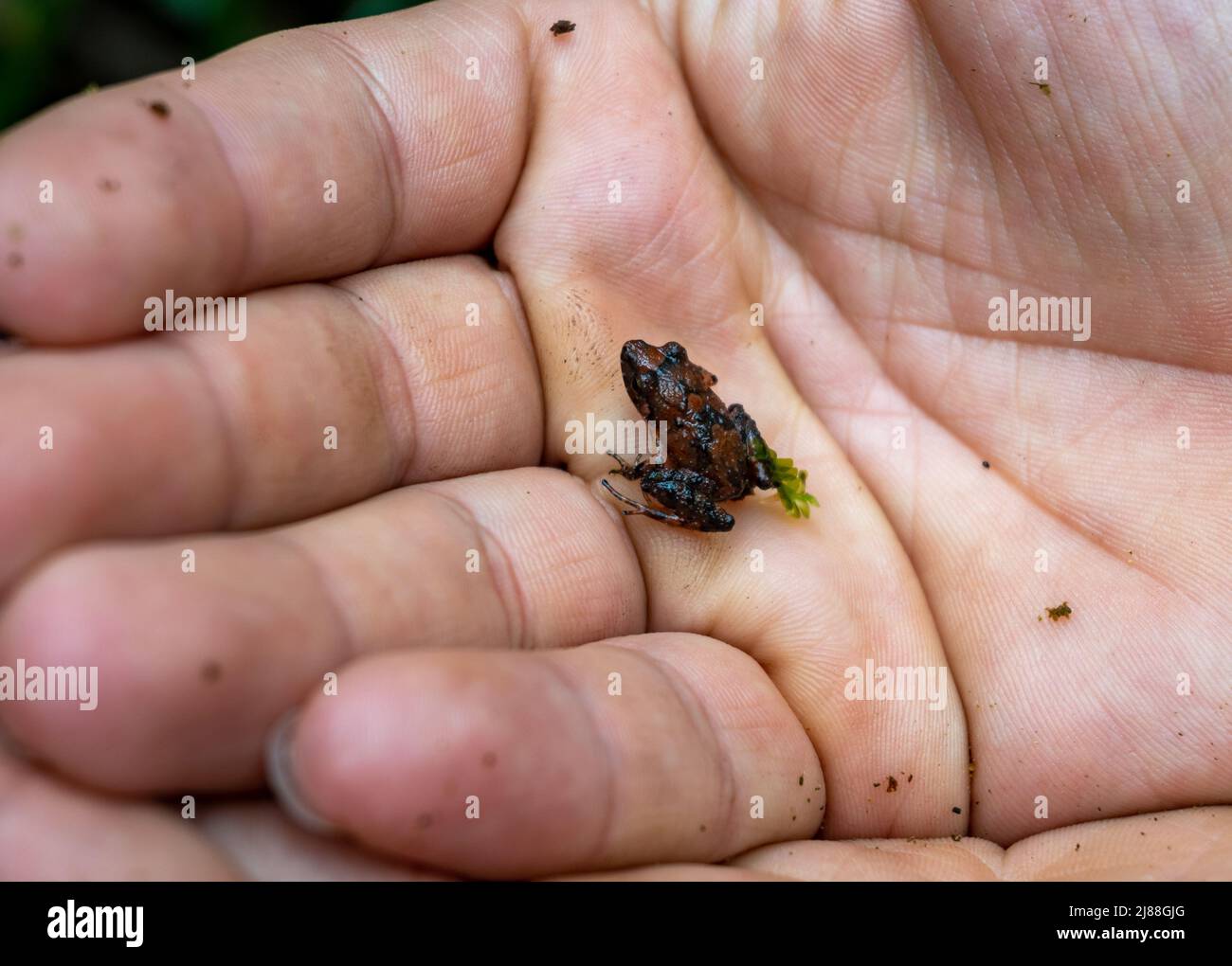 Ein winziger roter Baumfrosch in einer Hand. Kolumbien, Südamerika. Stockfoto