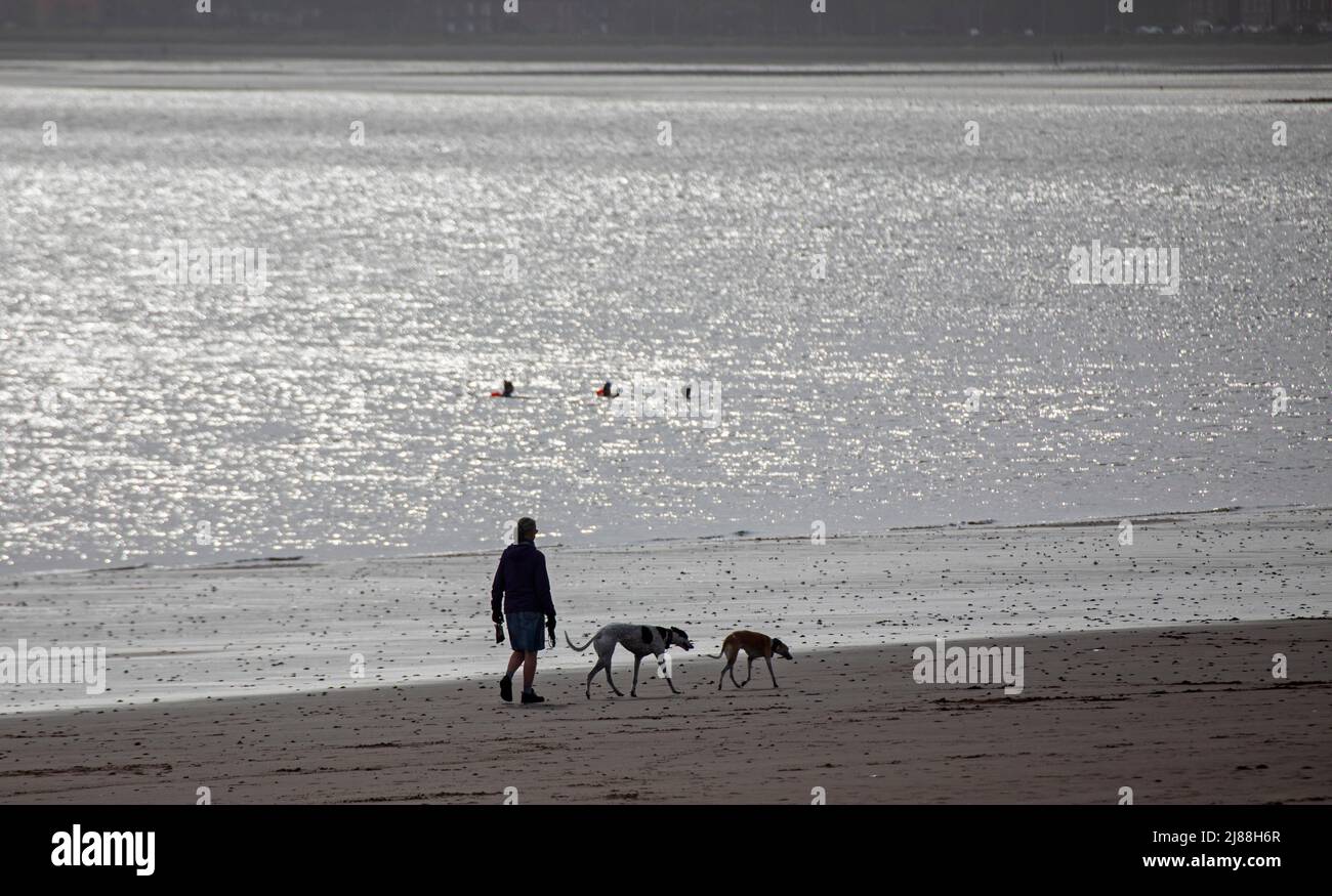 Edinburgh, Schottland, Großbritannien.14.. Mai 2022. Nebelig heller Samstagmorgen am Meer mit einer Temperatur von 14 Grad Celsius. Im Bild: Frau, die zwei Hunde am Ufer des Firth of Forth mit offenen Wasserschwimmern im Hintergrund läuft. Quelle: Arch White/alamy Live News. Stockfoto