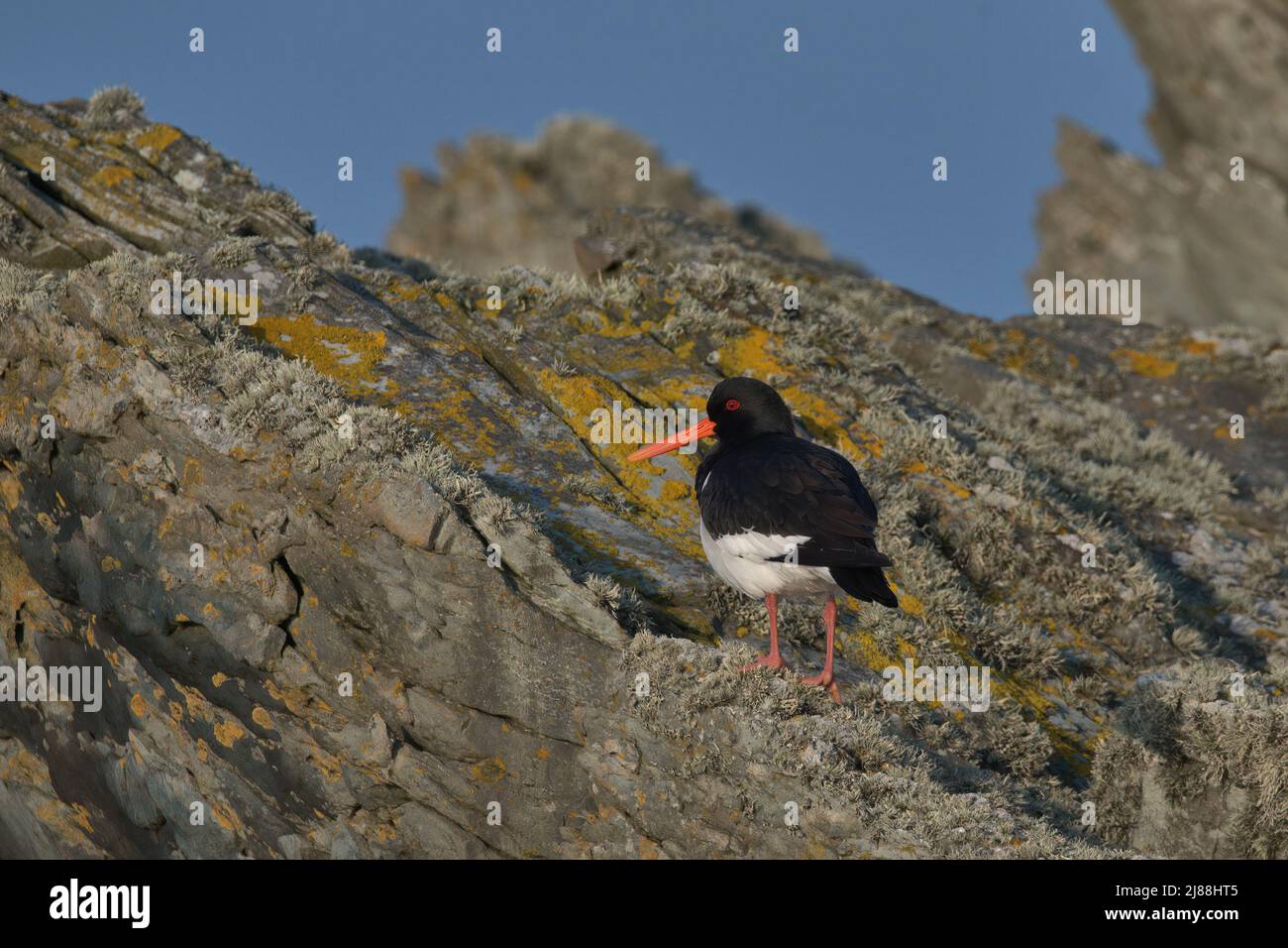 Eurasischer Austernfischer, der auf Felsen mit gelben und grauen Flechten thront. Stockfoto
