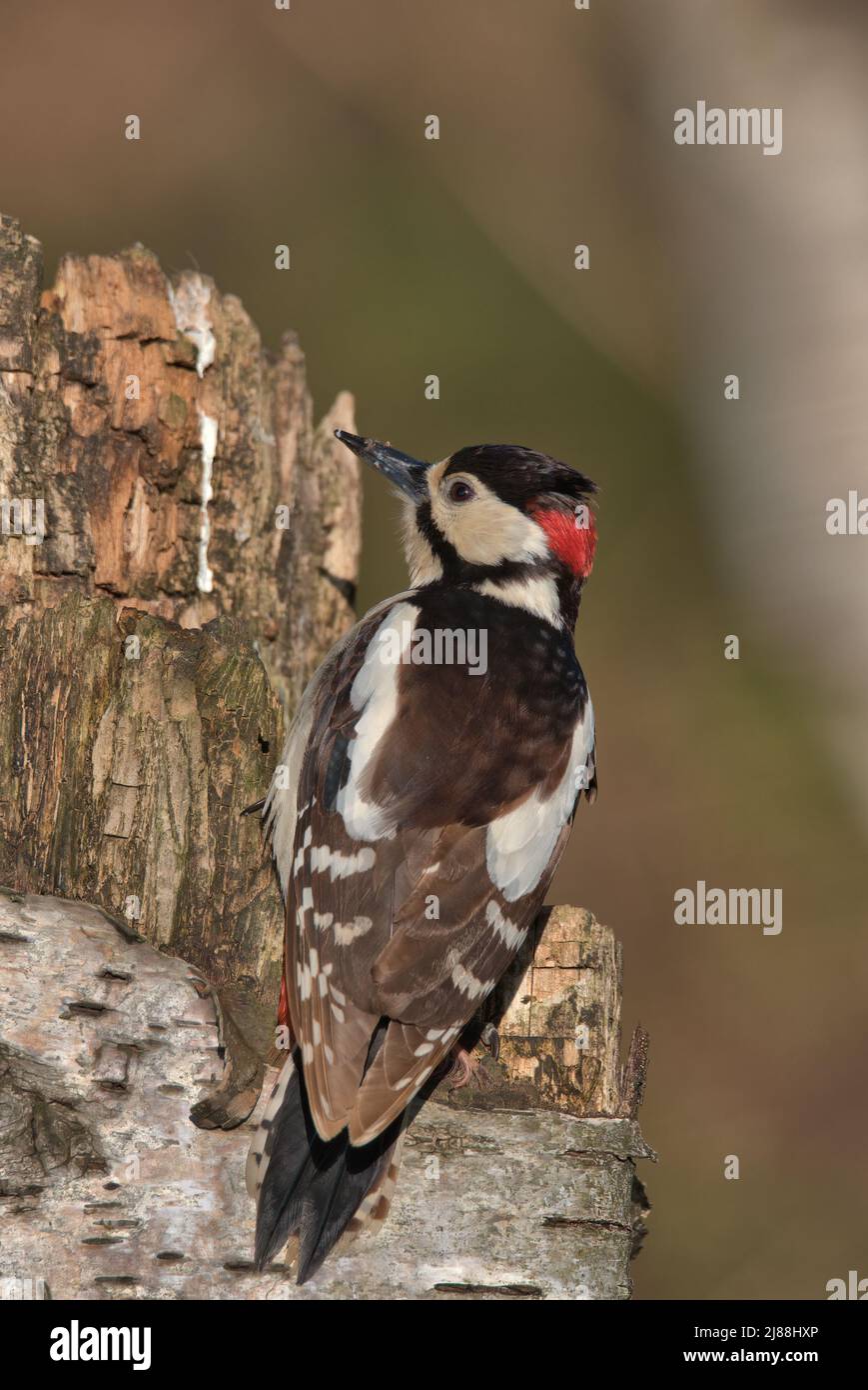 Männlicher Buntspecht, der auf einem faulen Baum thront. Stockfoto