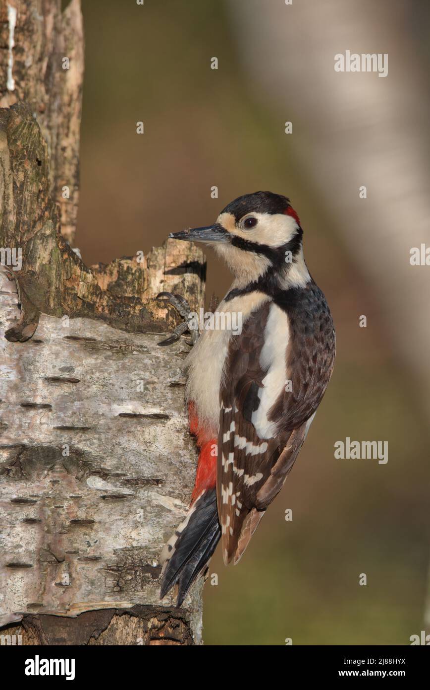 Männlicher Buntspecht, der auf einem faulen Baum thront. Stockfoto