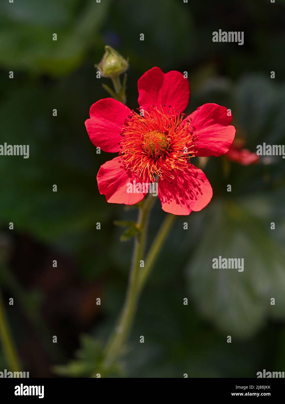 Scarlet Avens (Geum coccineum) Nahaufnahme von Blumen. Botanischer Garten Kit, Karlsruhe, Baden Württemberg, Deutschland Stockfoto