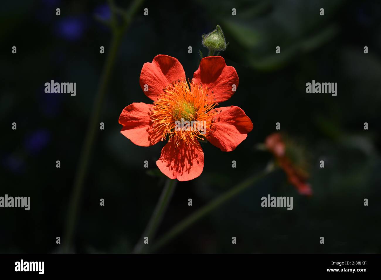 Scarlet Avens (Geum coccineum) Nahaufnahme von Blumen. Botanischer Garten Kit, Karlsruhe, Baden Württemberg, Deutschland Stockfoto