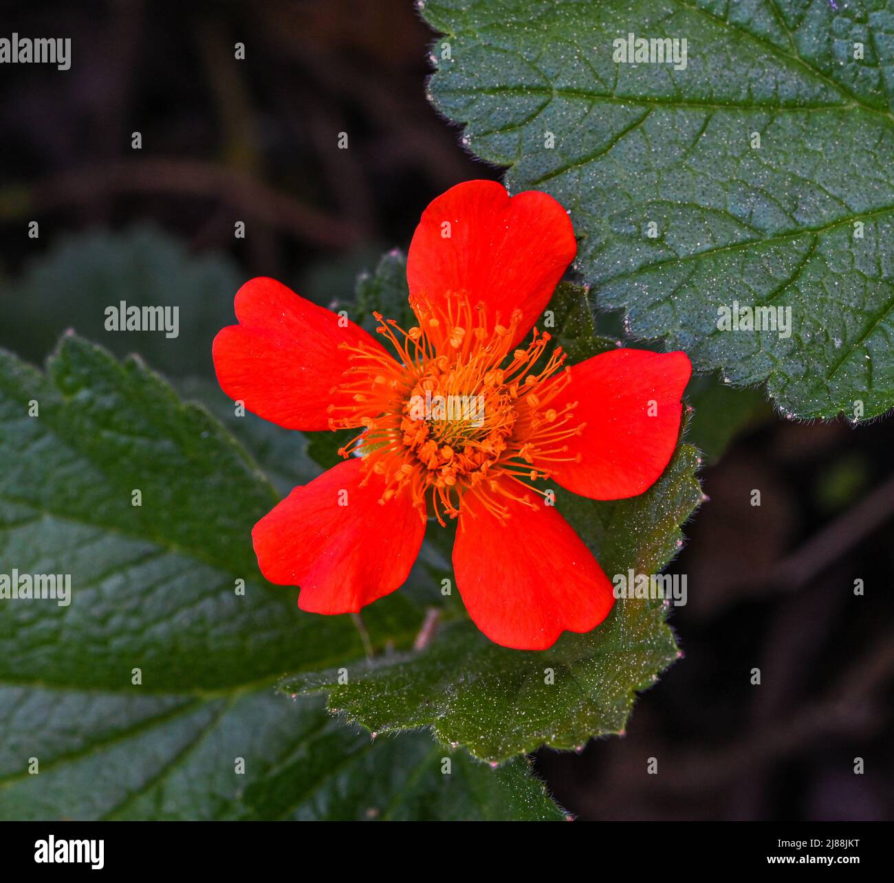 Scarlet Avens (Geum coccineum) Nahaufnahme von Blumen. Botanischer Garten Kit, Karlsruhe, Baden Württemberg, Deutschland Stockfoto
