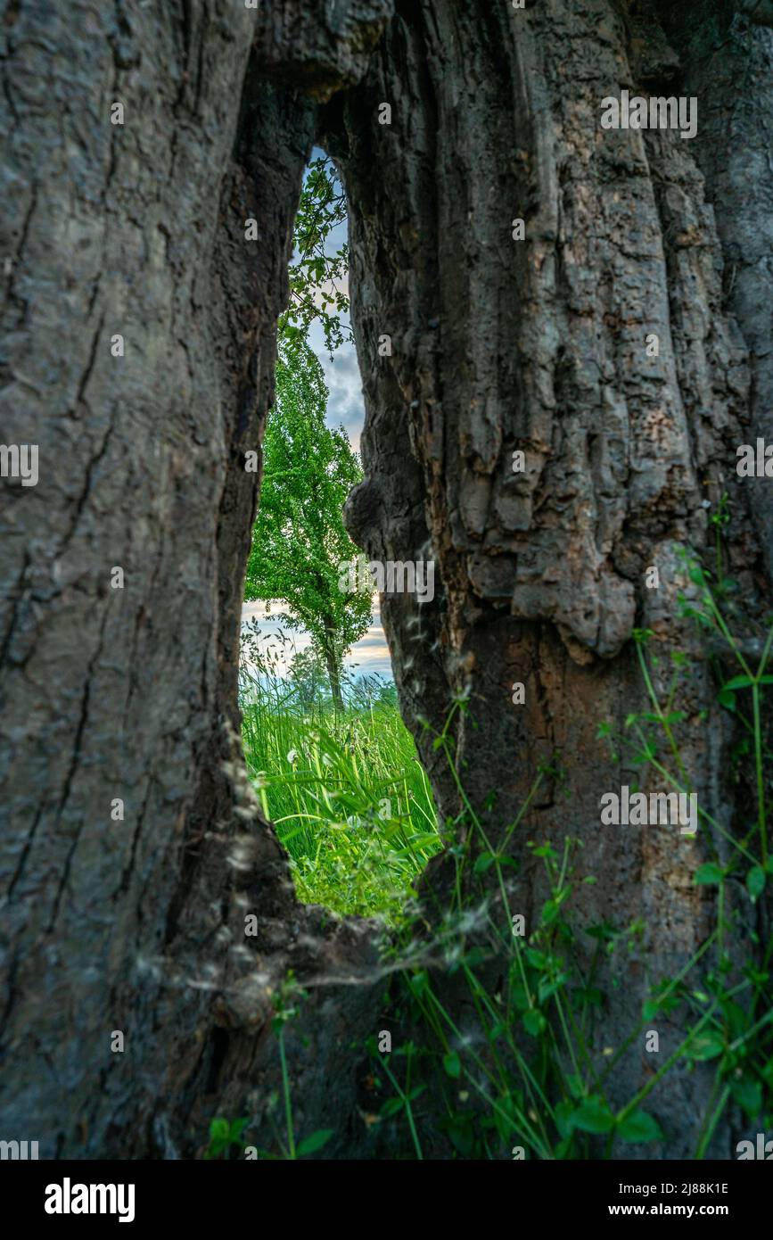 Durch ein Loch in einem Baumstamm sieht man einen jungen Apfelbaum in Blüte. Stockfoto