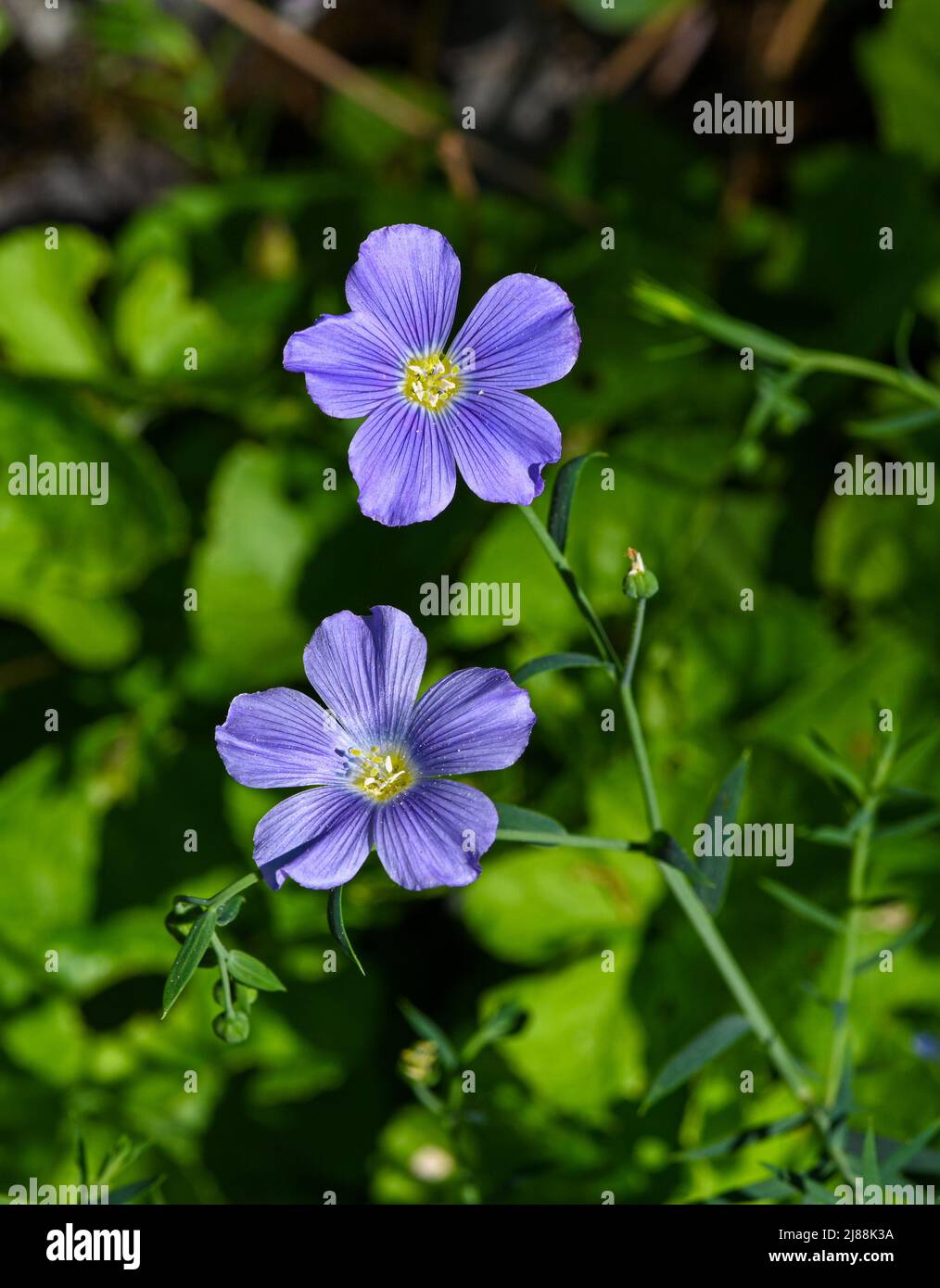 Blauer Flachs, Lint oder Mehrjähriger Flachs in voller Blüte. Botanischer Garten, KIT Karlsruhe, Deutschland, Europa Stockfoto