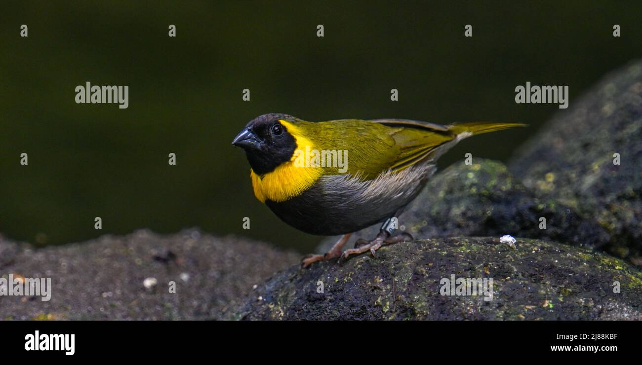 Kubanischer Grasquit (Tiaris canorus) Stockfoto