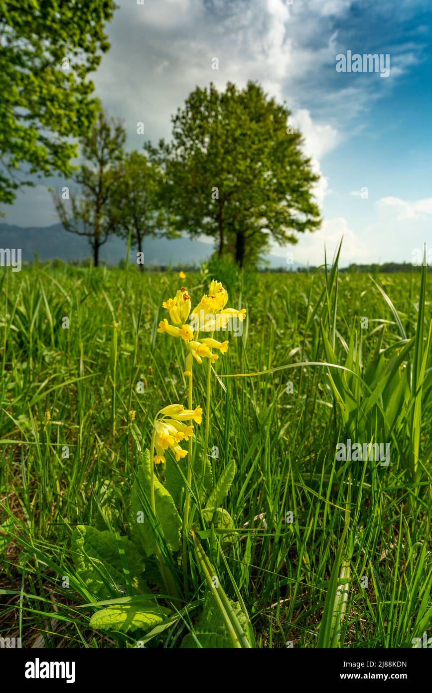 gelbe Schlüsselblume im Ried von Dornbirn, Himmelsschlüssel mit Bäumen, Bergen und Gewinterwolken im Hintergrund. Stockfoto