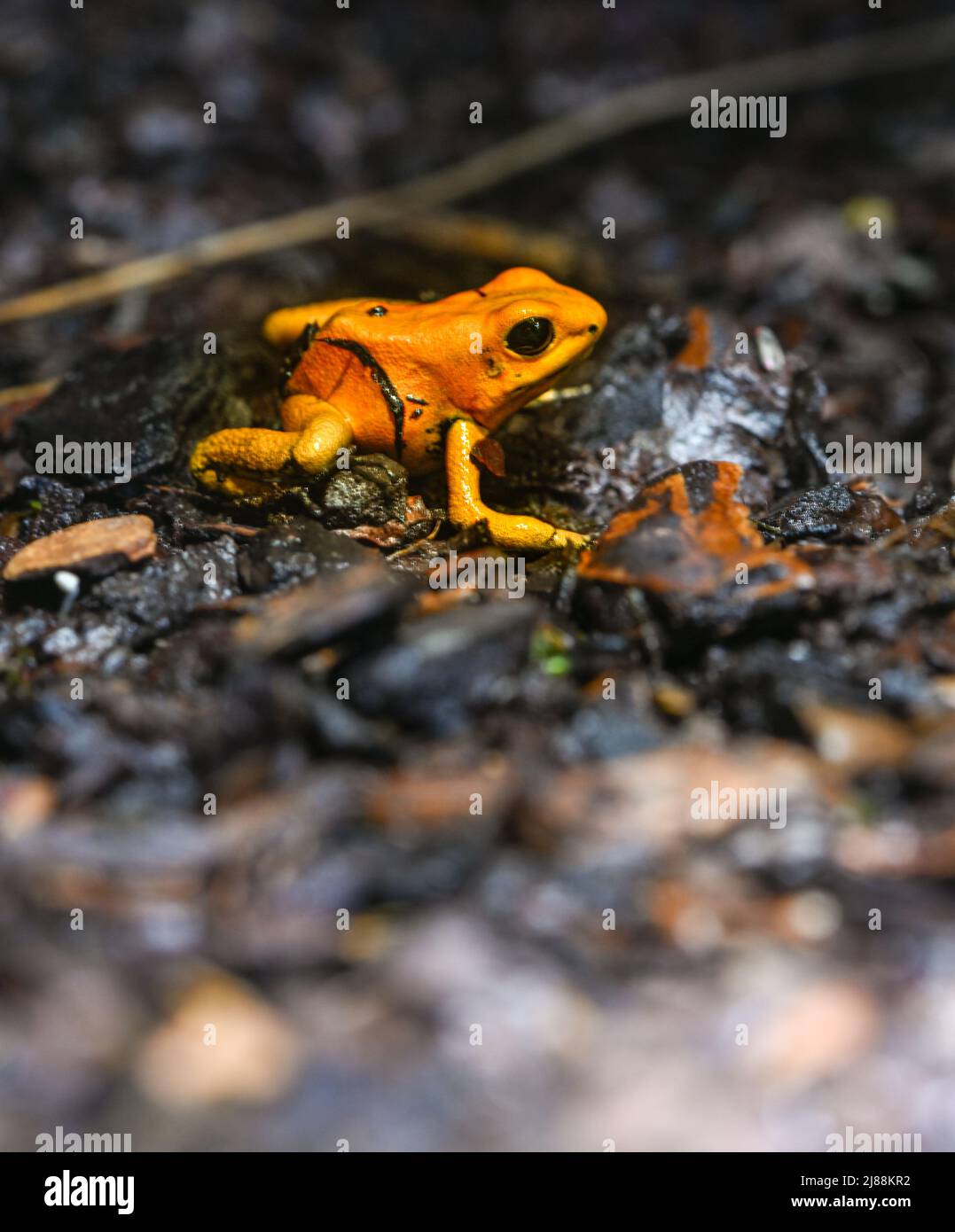 Goldener Giftpfeilfrosch (Phyllobates terribilis). Tropischer Frosch, der in Südamerika lebt. Stockfoto
