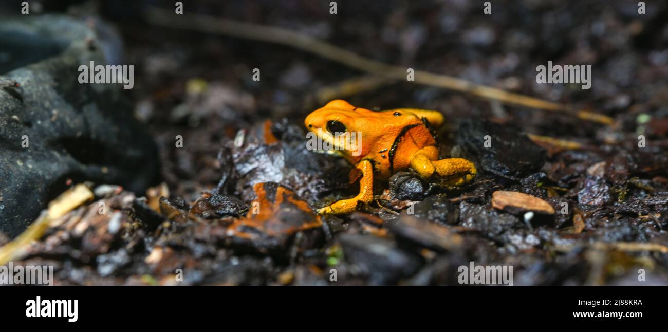 Goldener Giftpfeilfrosch (Phyllobates terribilis). Tropischer Frosch, der in Südamerika lebt. Stockfoto