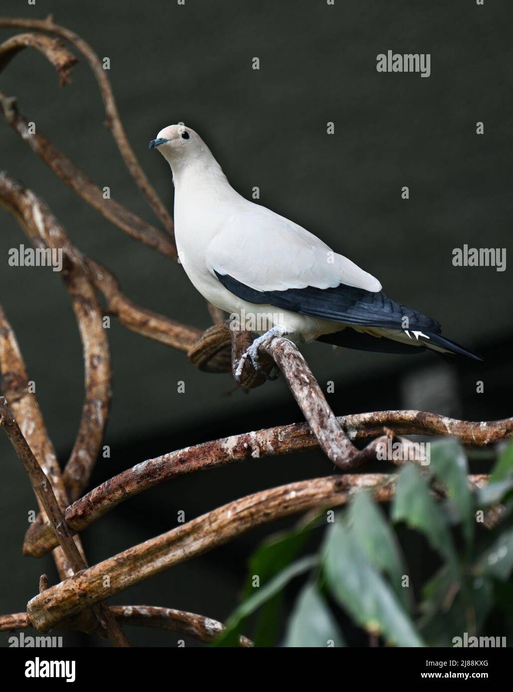 Pied Imperial Pigeon (Ducula bicolor), erwachsen, sitzend auf einem Ast Stockfoto
