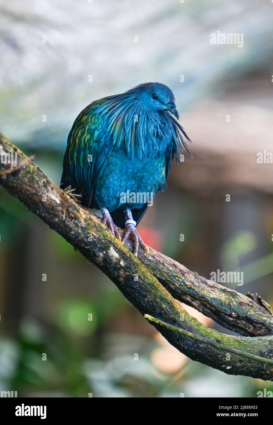 Nicobar Pigeon (Caloenas nicobarica), erwachsen am Baum Stockfoto