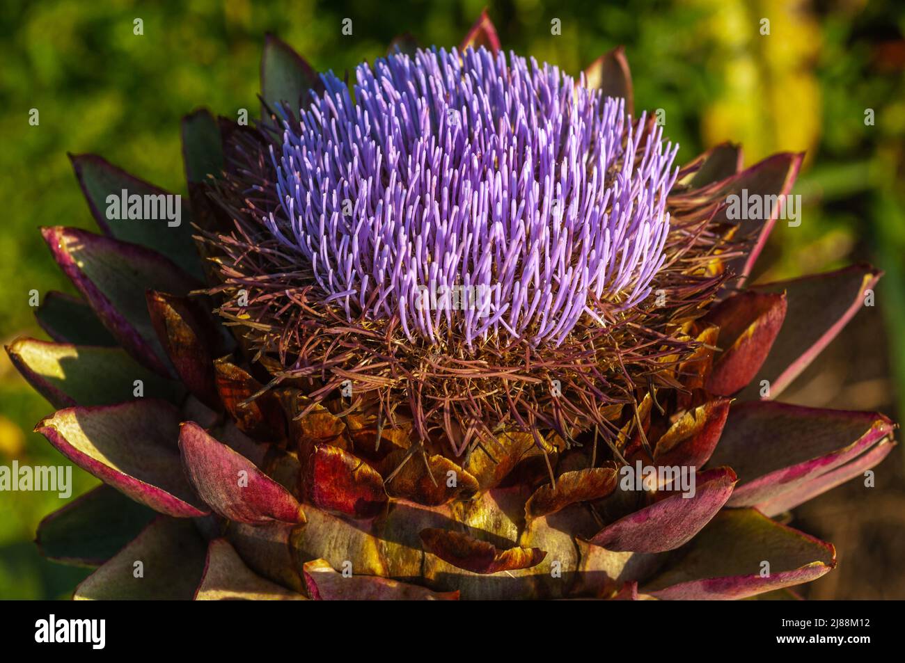 Artischockenblume mit violetten Staubgefäßen im Frühling in einem Garten. Stockfoto