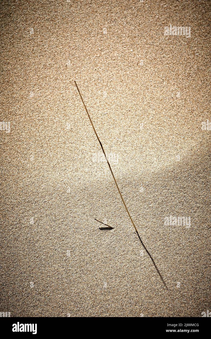 Klinge aus Marrammgras, die aus dem Sand auftaucht Stockfoto