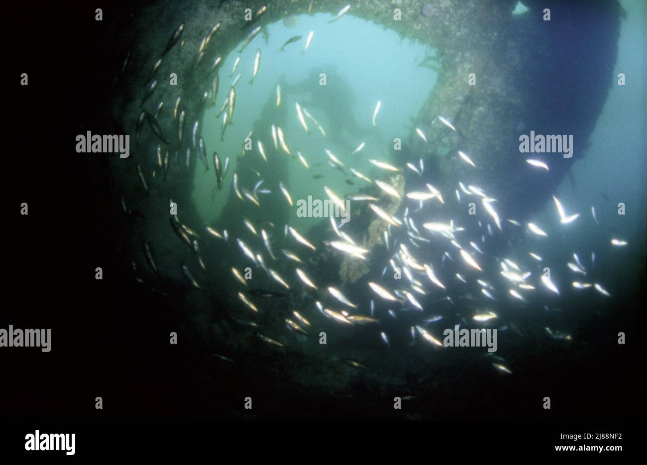 Sunken Block, Ship Orkney Isles Hier finden Sie Fische, die sich um den Propeller und das Ruder in Scapa Flow, Scapa Flow Second World war Harbour verstecken. Stockfoto
