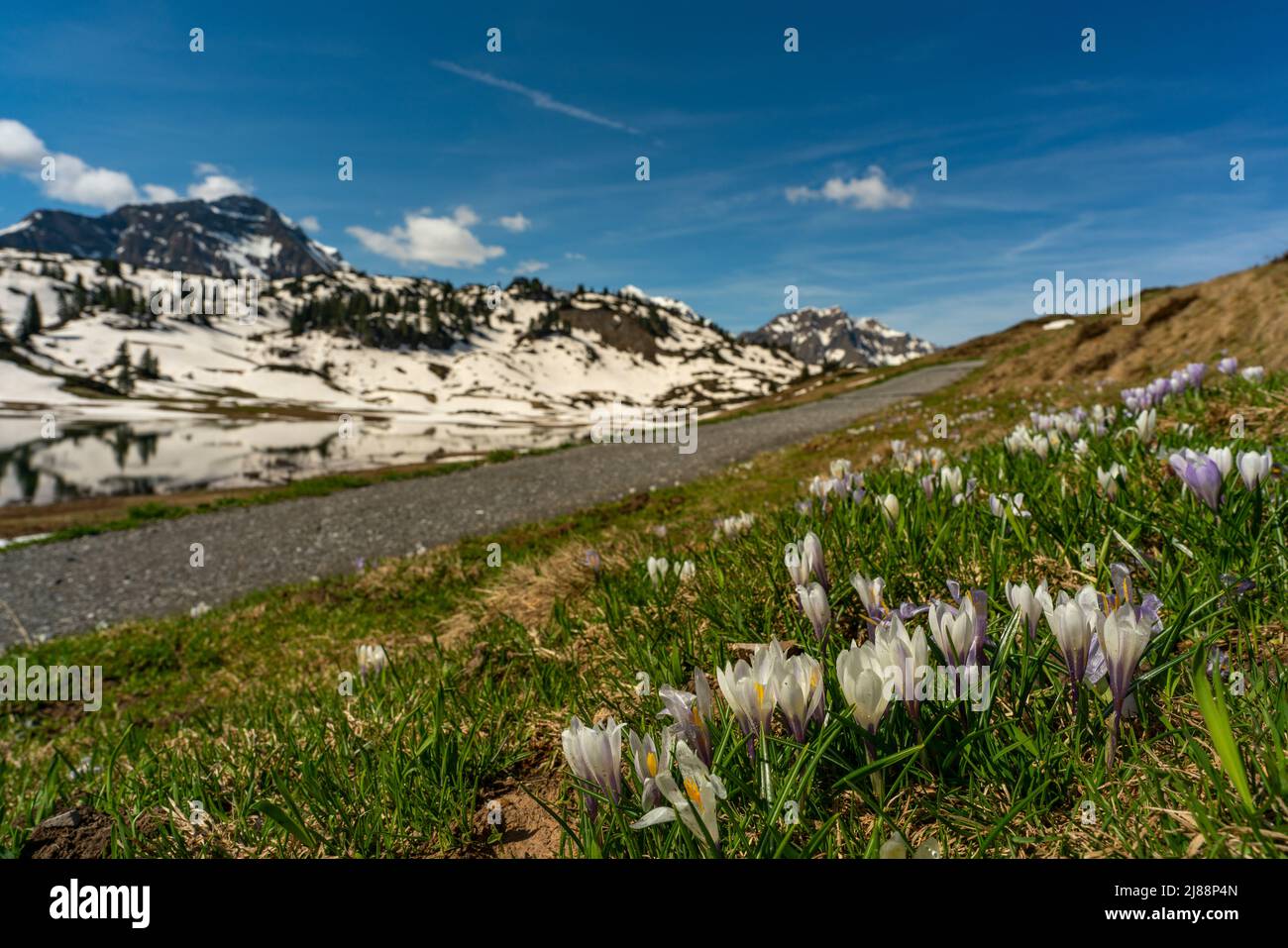 Im Frühling heißen Krokusse und grünes Gras, sobald der Schnee geschmolzen ist. Krokus in der Nähe des Körbersee mit gezuckerten Bergen, Mohnenfluh Stockfoto