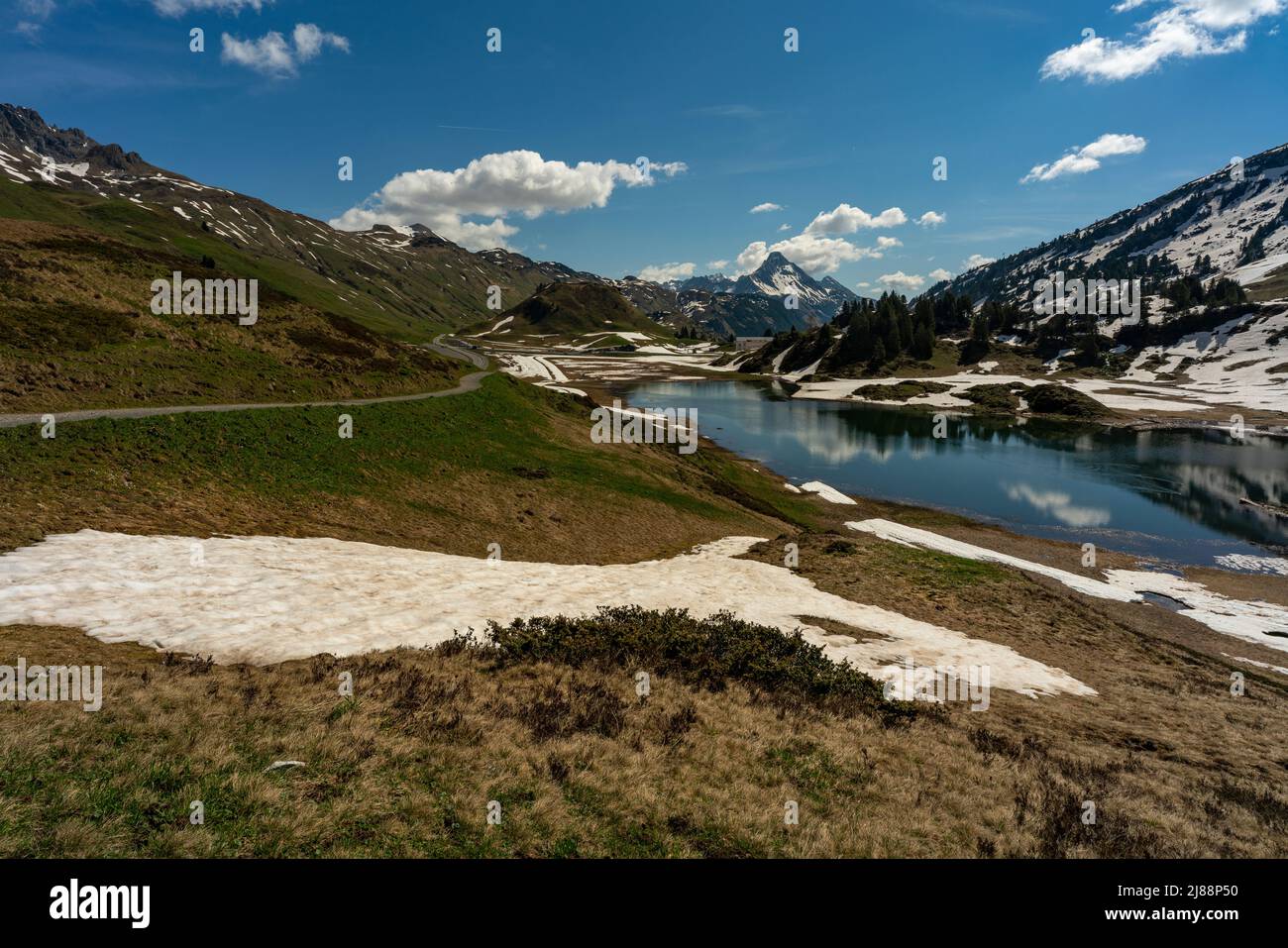 Krokusfeld am Hochtannbergpass, mit Kälbelesee und Biberkopf im Hintergrund. weisse und violette Krokussen einem sonnigen Frühlingstag in Vorarlberg Stockfoto