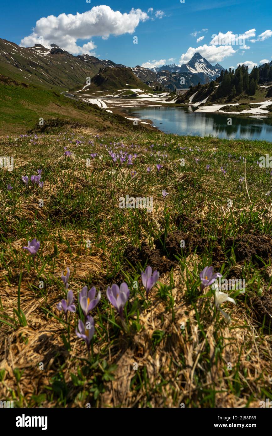Krokusfeld am Hochtannbergpass, mit Kälbelesee und Biberkopf im Hintergrund. weisse und violette Krokussen einem sonnigen Frühlingstag in Vorarlberg Stockfoto