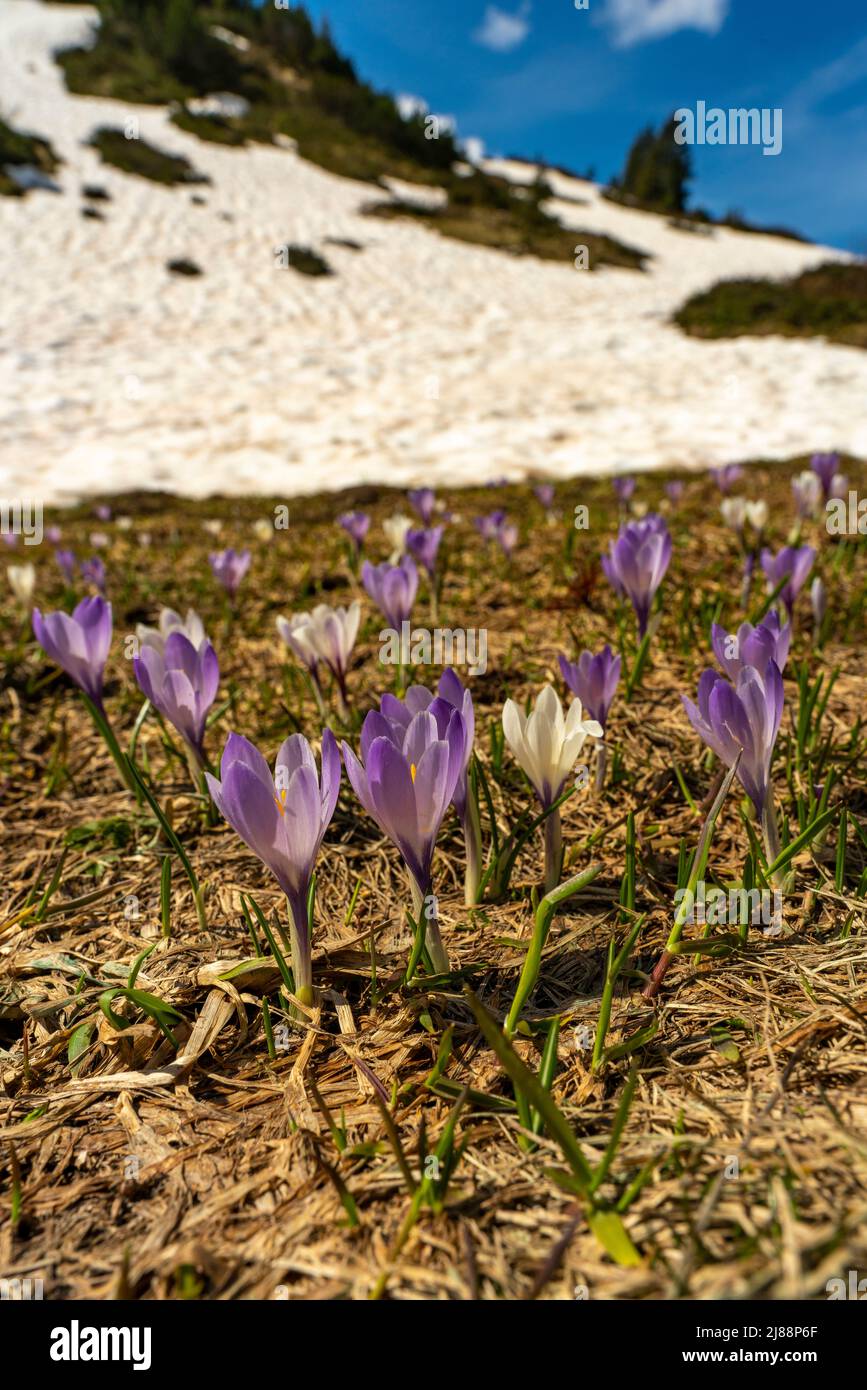 Im Frühling heißen Krokusse und grünes Gras, sobald der Schnee geschmolzen ist. Krokus in der Nähe des Körbersee mit gezuckerten Bergen, Mohnenfluh Stockfoto