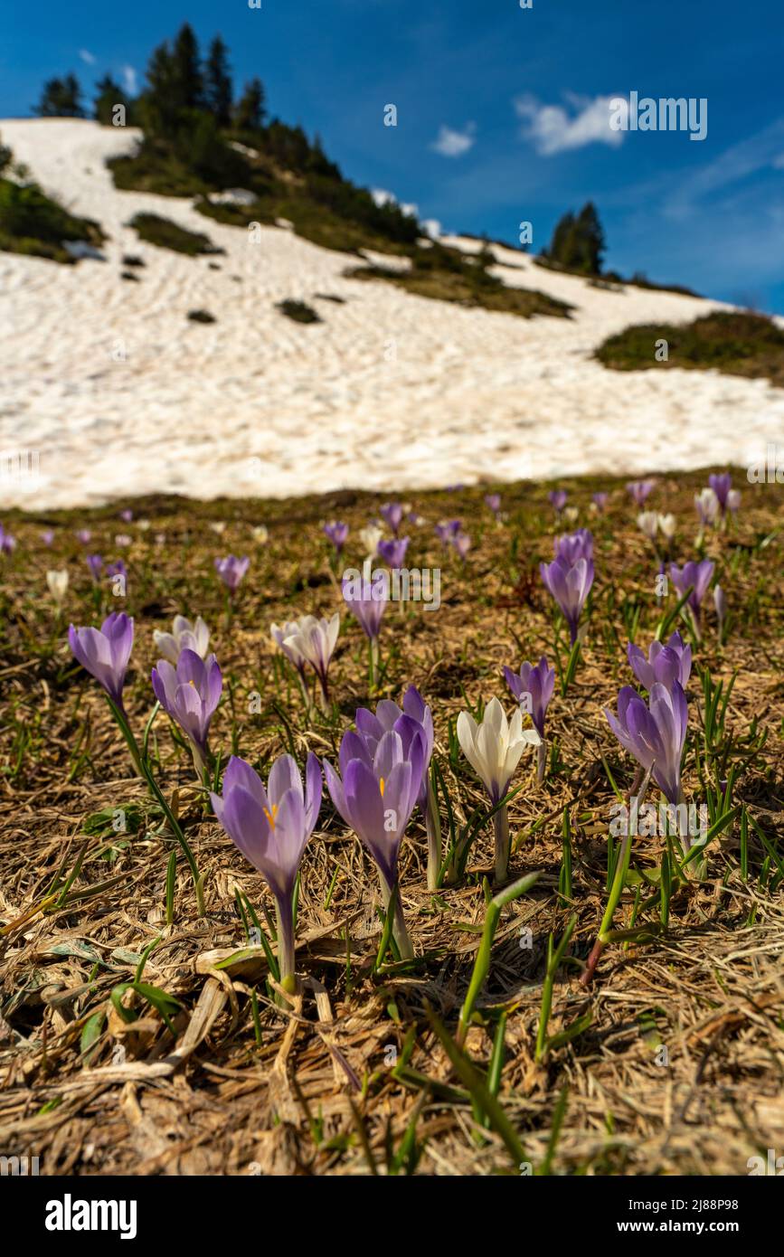 Im Frühling heißen Krokusse und grünes Gras, sobald der Schnee geschmolzen ist. Krokus in der Nähe des Körbersee mit gezuckerten Bergen, Mohnenfluh Stockfoto