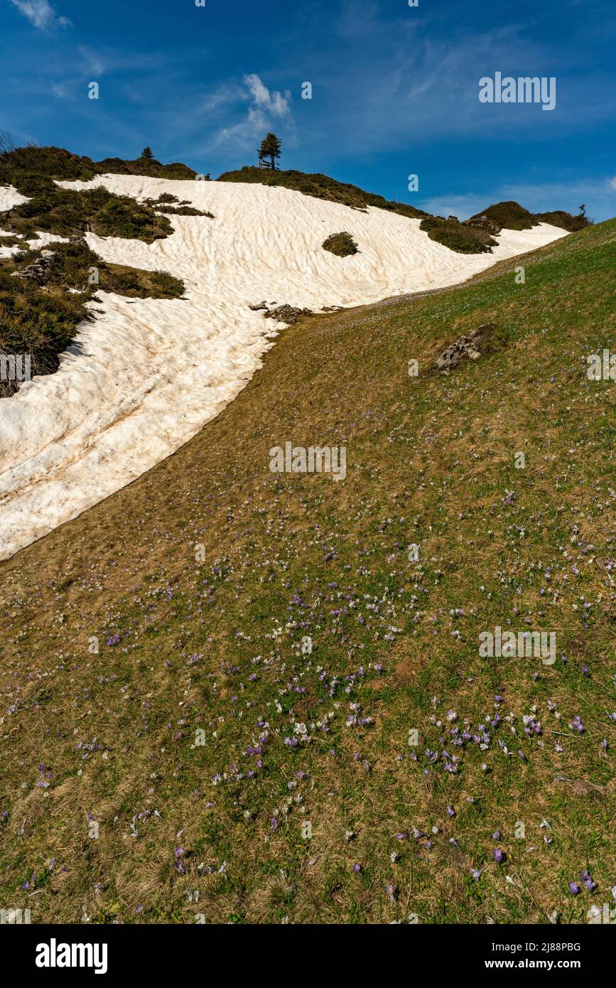 Krokusse im Bregenzerwald, am Weg zum Körbersee, mit dem Widderstein im Hintergrund. weisse und violette, pinke Krokus auf einer Frühlingswiese, Sonne Stockfoto